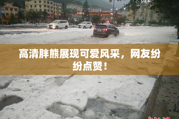 高清胖熊展现可爱风采，网友纷纷点赞！