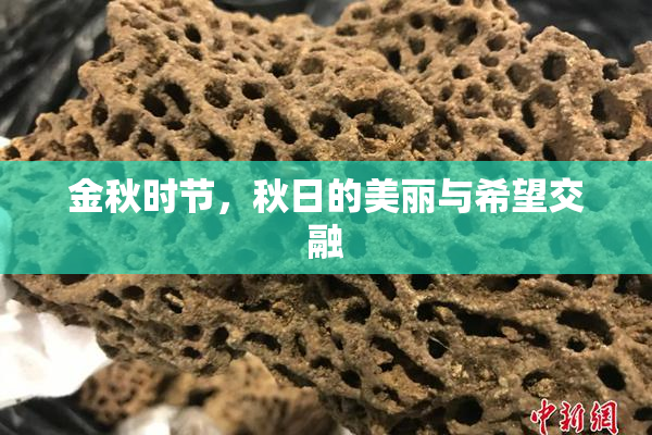 金秋时节，秋日的美丽与希望交融