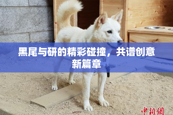 黑尾与研的精彩碰撞，共谱创意新篇章
