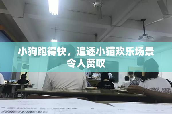 小狗跑得快，追逐小猫欢乐场景令人赞叹