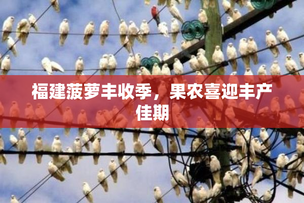 福建菠萝丰收季，果农喜迎丰产佳期