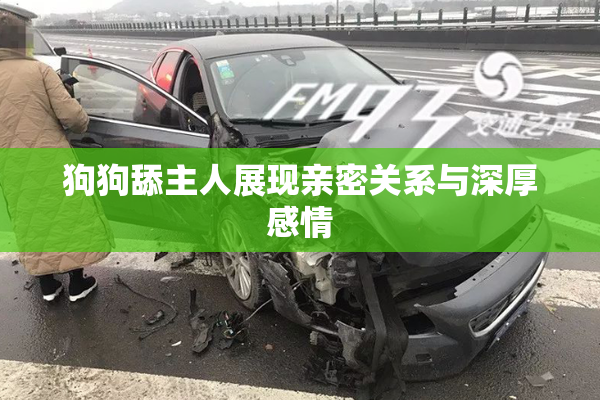 狗狗舔主人展现亲密关系与深厚感情