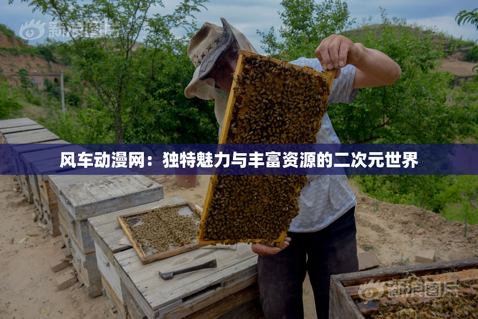 风车动漫网：独特魅力与丰富资源的二次元世界