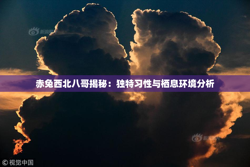 赤兔西北八哥揭秘：独特习性与栖息环境分析