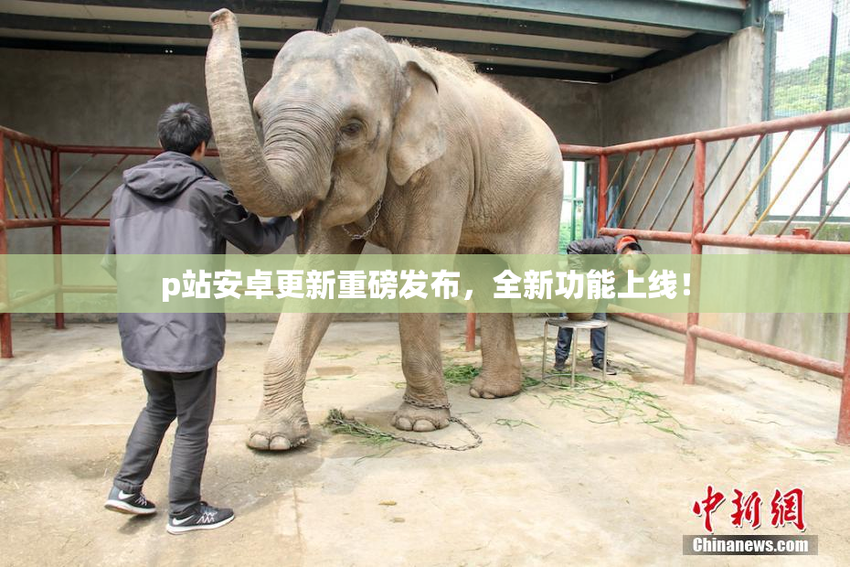 p站安卓更新重磅发布，全新功能上线！