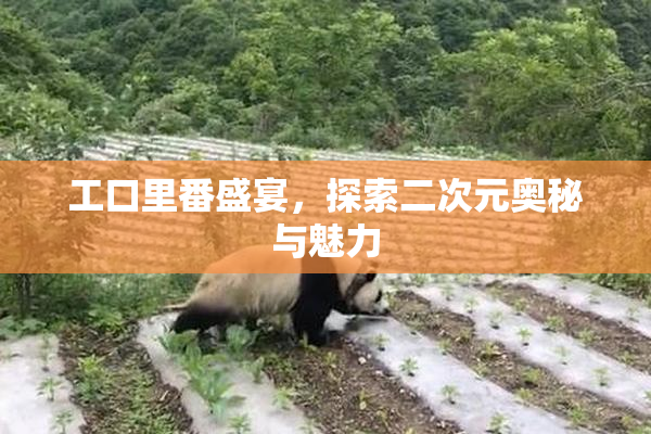 工口里番盛宴，探索二次元奥秘与魅力