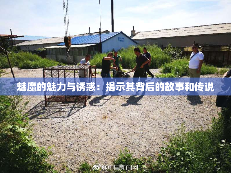 魅魔的魅力与诱惑：揭示其背后的故事和传说