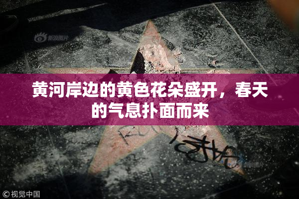 黄河岸边的黄色花朵盛开，春天的气息扑面而来