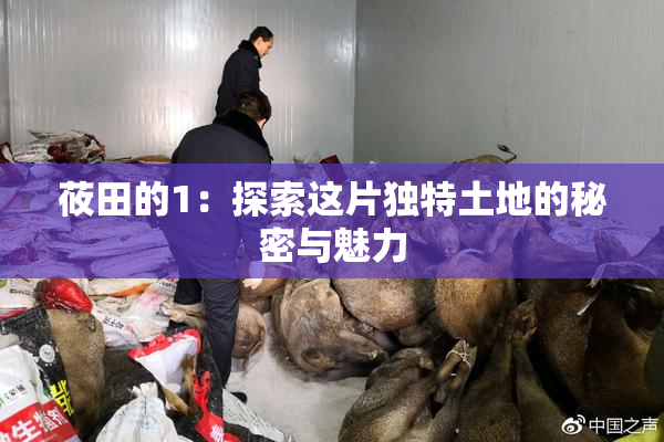 莜田的1：探索这片独特土地的秘密与魅力