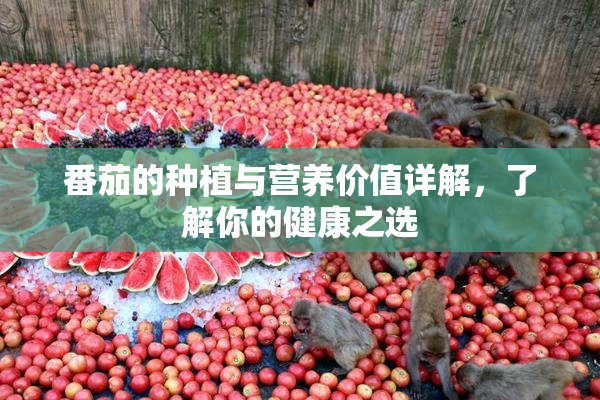 番茄的种植与营养价值详解，了解你的健康之选