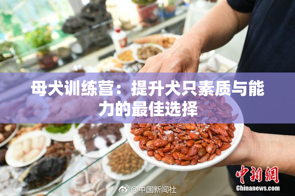 母犬训练营：提升犬只素质与能力的最佳选择