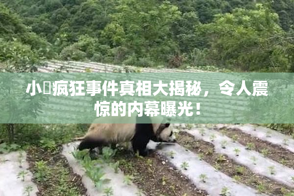 小泬疯狂事件真相大揭秘，令人震惊的内幕曝光！