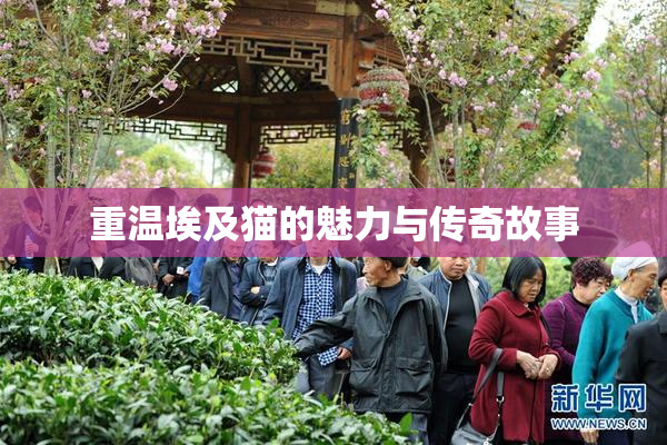 重温埃及猫的魅力与传奇故事