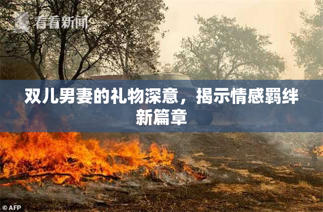 双儿男妻的礼物深意，揭示情感羁绊新篇章