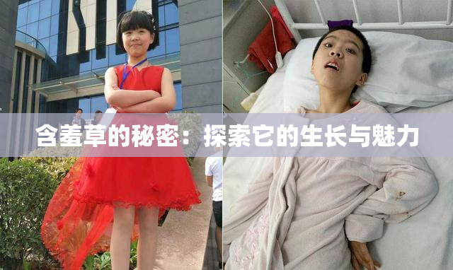 含羞草的秘密：探索它的生长与魅力