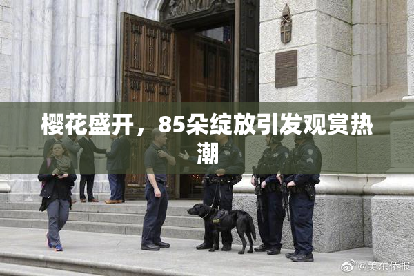 樱花盛开，85朵绽放引发观赏热潮