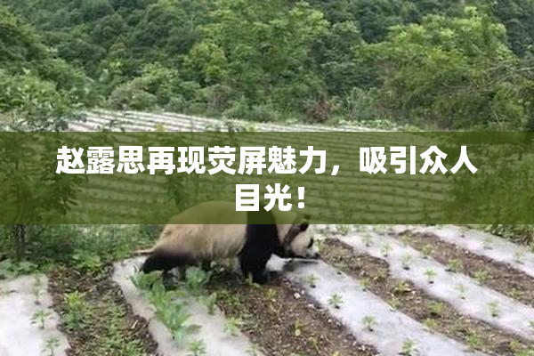 赵露思再现荧屏魅力，吸引众人目光！