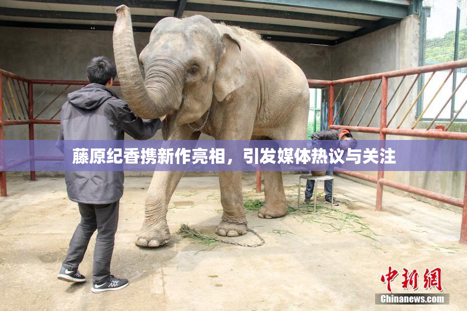 藤原纪香携新作亮相，引发媒体热议与关注