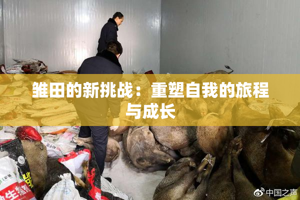 雏田的新挑战：重塑自我的旅程与成长