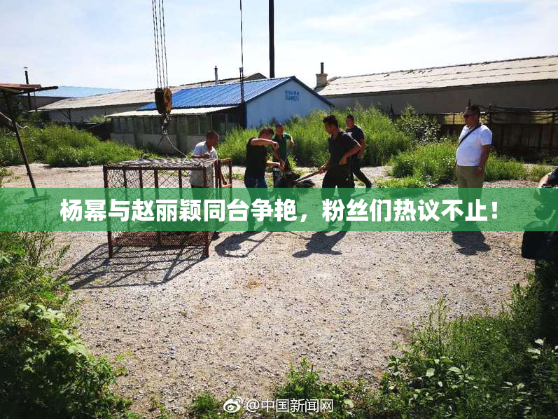 杨幂与赵丽颖同台争艳，粉丝们热议不止！