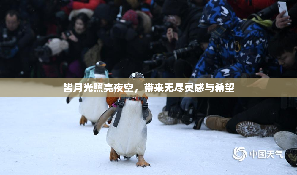 皆月光照亮夜空，带来无尽灵感与希望