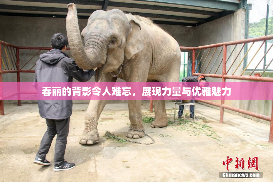 春丽的背影令人难忘，展现力量与优雅魅力