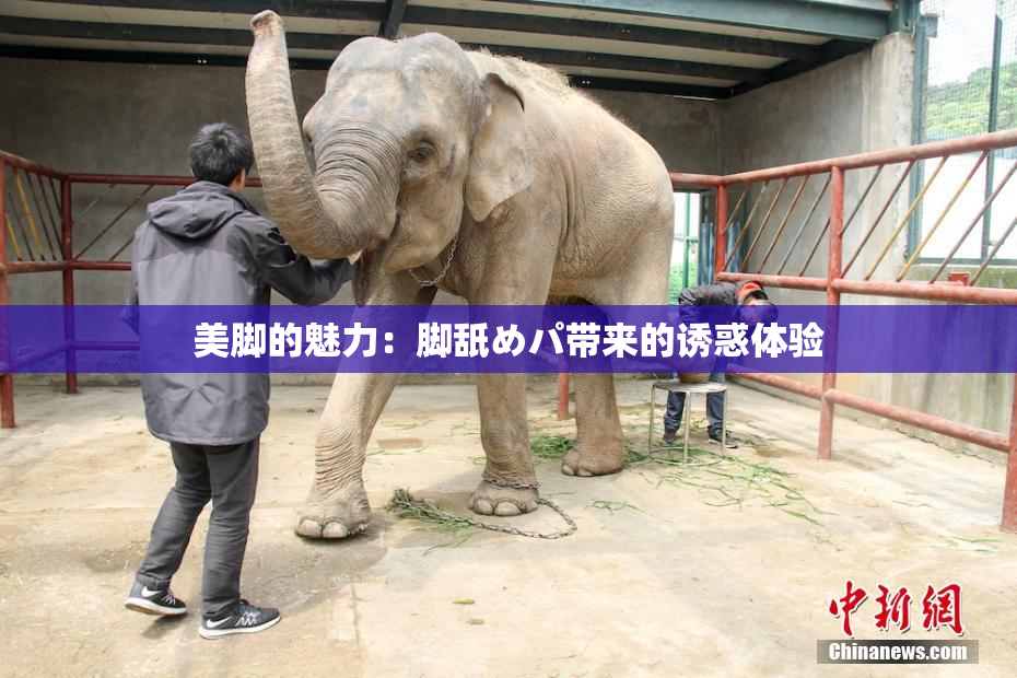 美脚的魅力：脚舐めパ带来的诱惑体验
