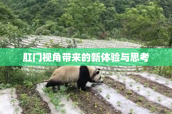 肛门视角带来的新体验与思考