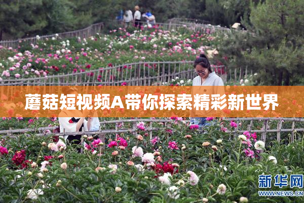 蘑菇短视频A带你探索精彩新世界