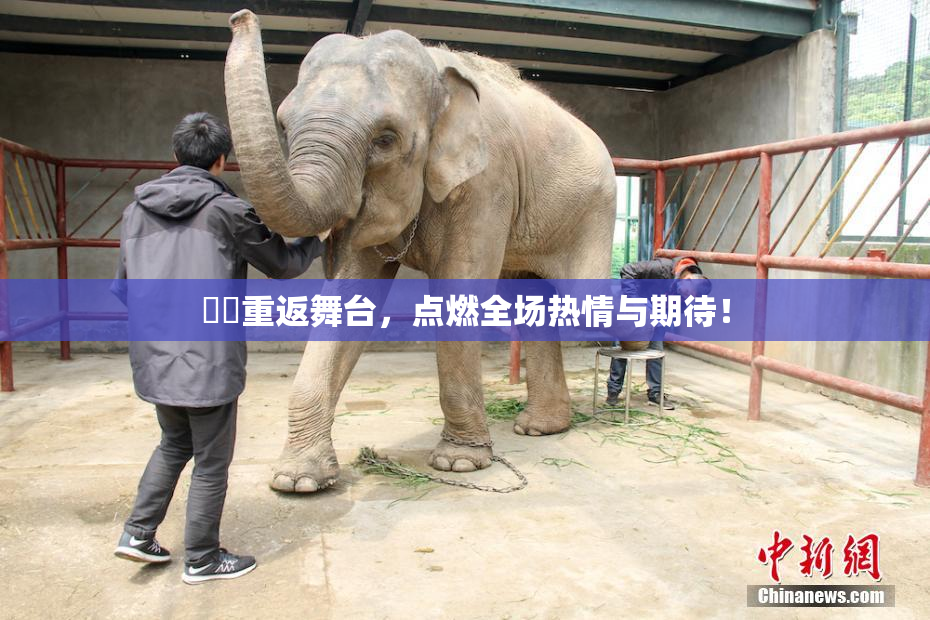 妺妺重返舞台，点燃全场热情与期待！