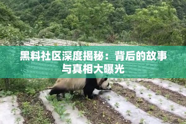 黑料社区深度揭秘：背后的故事与真相大曝光