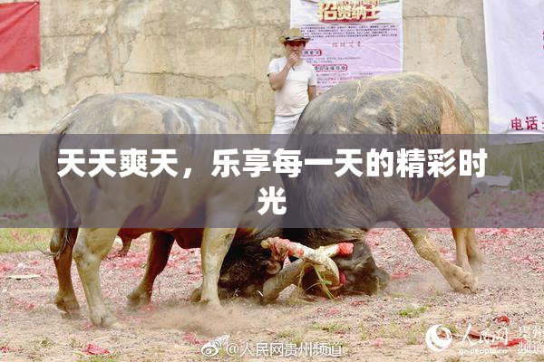 天天爽天，乐享每一天的精彩时光