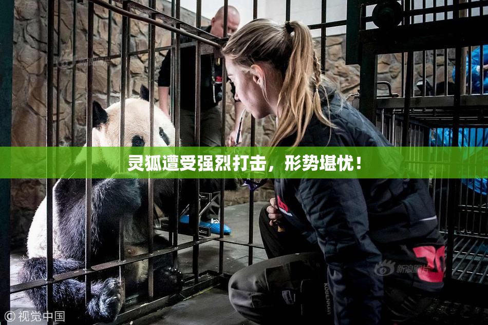 灵狐遭受强烈打击，形势堪忧！