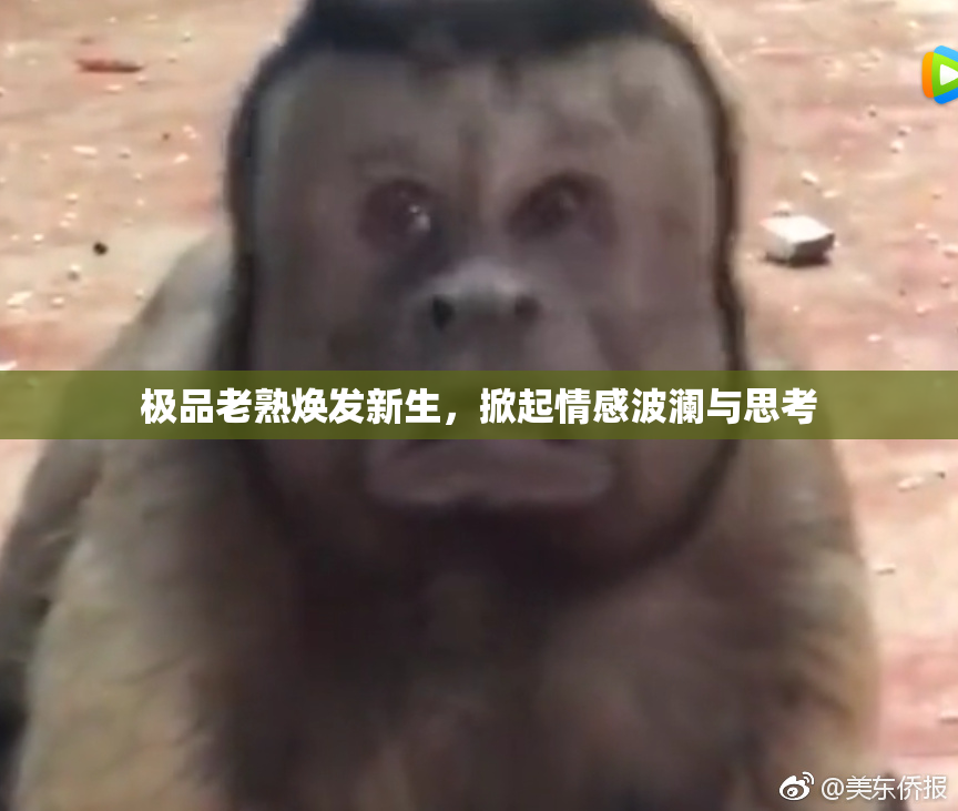 极品老熟焕发新生，掀起情感波澜与思考