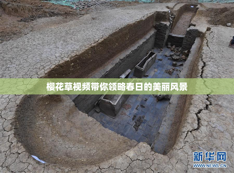 樱花草视频带你领略春日的美丽风景