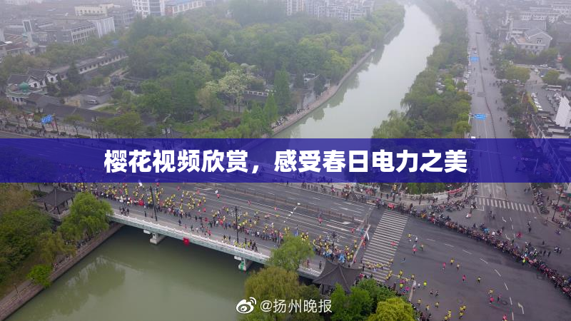 樱花视频欣赏，感受春日电力之美