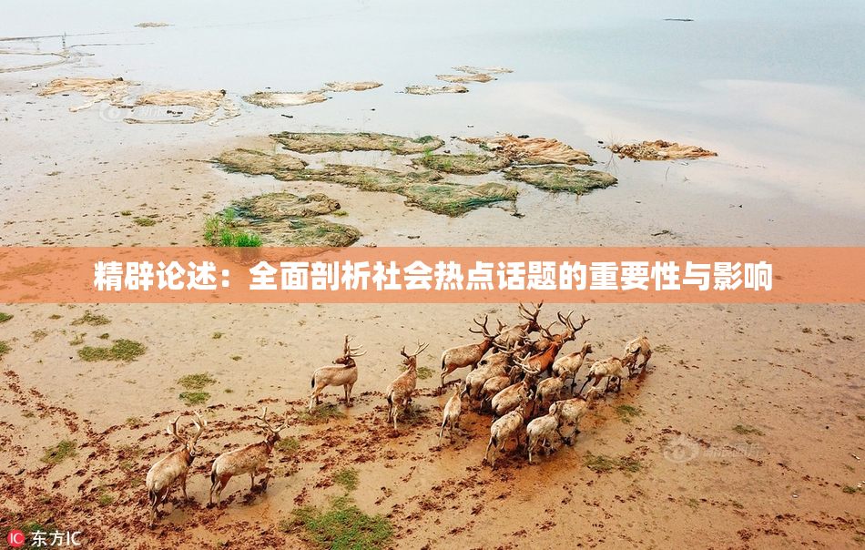 精辟论述：全面剖析社会热点话题的重要性与影响