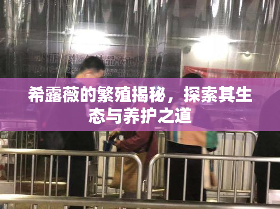希露薇的繁殖揭秘，探索其生态与养护之道