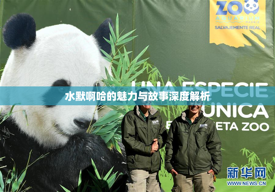 水默啊哈的魅力与故事深度解析