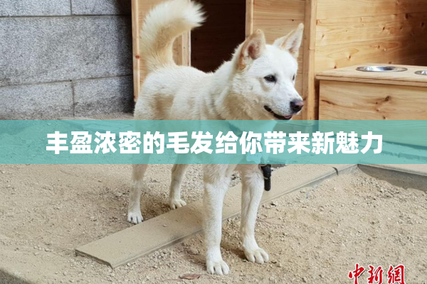 丰盈浓密的毛发给你带来新魅力
