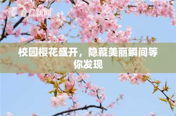 校园樱花盛开，隐藏美丽瞬间等你发现