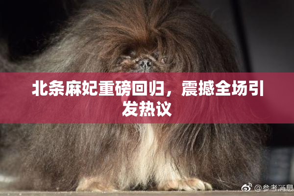 北条麻妃重磅回归，震撼全场引发热议