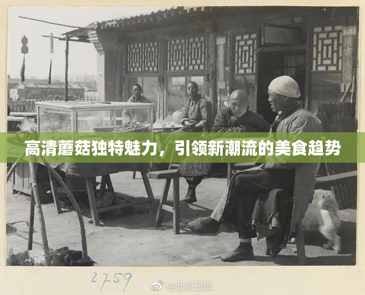 高清蘑菇独特魅力，引领新潮流的美食趋势
