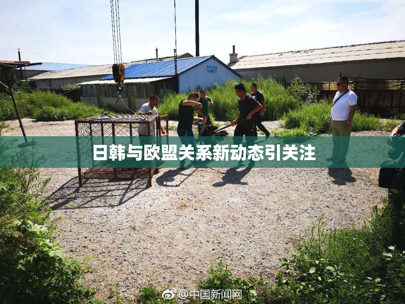 日韩与欧盟关系新动态引关注
