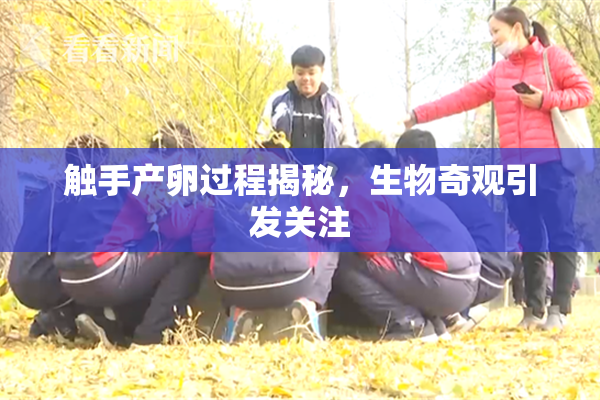 触手产卵过程揭秘，生物奇观引发关注