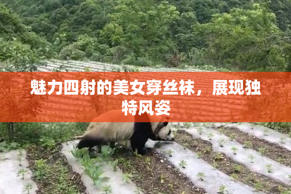 魅力四射的美女穿丝袜，展现独特风姿