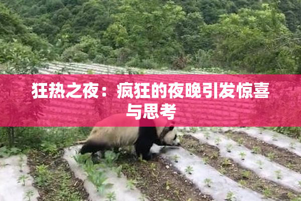 狂热之夜：疯狂的夜晚引发惊喜与思考