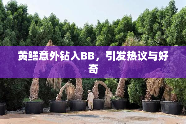 黄鳝意外钻入BB，引发热议与好奇