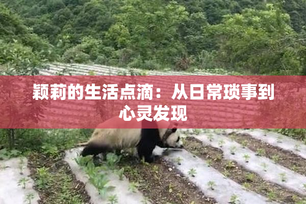 颖莉的生活点滴：从日常琐事到心灵发现