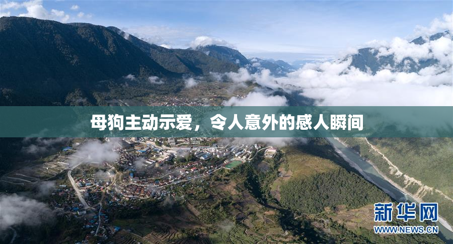 母狗主动示爱，令人意外的感人瞬间